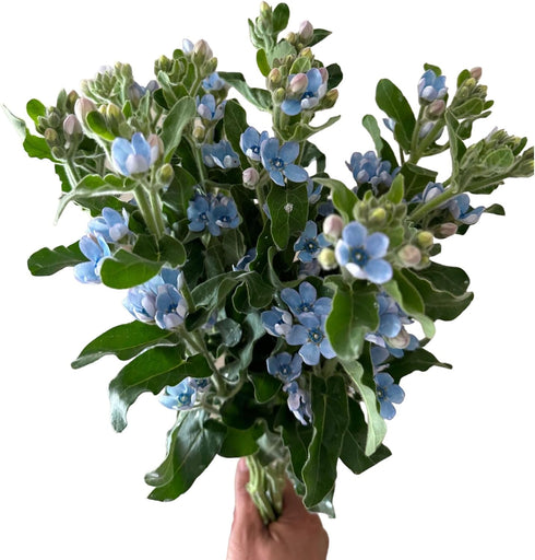 10 Stems of Fresh Blue Tweedia for DIY Floral Arrangements - Perfect for Weddings and Anniversaries