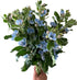 10 Stems of Fresh Blue Tweedia for DIY Floral Arrangements - Perfect for Weddings and Anniversaries