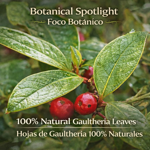 (4 oz) 100% Axocopaque Herbal Tea - Natural Gaultheria Mexican Leaves - Authentic Traditional Loose Leaf Tea from