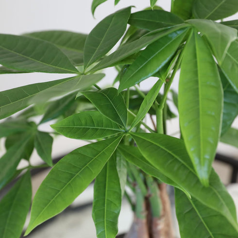 5" Green Circle Growers Money Tree in Wilson Brown Planter, Live Plant Happy Holidays