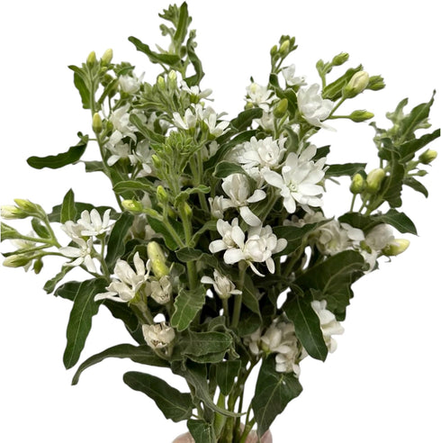 Cassiolina 10 Stem Fresh Cut Blue Star Flowers Tweedia Bouquet Stems for Wedding Floral Arrangement Home Decoration