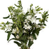 Cassiolina 10 Stem Fresh Cut Blue Star Flowers Tweedia Bouquet Stems for Wedding Floral Arrangement Home Decoration