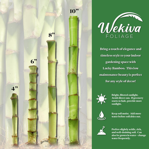 2 8 Inch Lucky Indoor Bamboo for Love and Relationships - Live Plants - - Ships Bare Root - Air Purifying Feng-Shui Zen