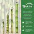 2 8 Inch Lucky Indoor Bamboo for Love and Relationships - Live Plants - - Ships Bare Root - Air Purifying Feng-Shui Zen