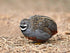 Generic 6+ 6 Fertile Quail Hatching Eggs Button Quail Hatching Eggs Mixed Varieties Farm Fresh & High Hatch Rate LSJ