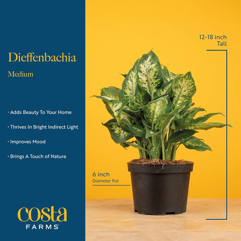 12-18 Inches Costa Farms Dieffenbachia, Dumb Cane Live Plant in Decorative Pot, Easy to Maintain Indoor Houseplant