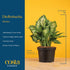 12-18 Inches Costa Farms Dieffenbachia, Dumb Cane Live Plant in Decorative Pot, Easy to Maintain Indoor Houseplant