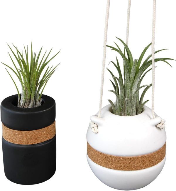 Live Air Plants with Decorative Black & White Air Plant Holder Duo