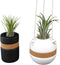 Live Air Plants with Decorative Black & White Air Plant Holder Duo