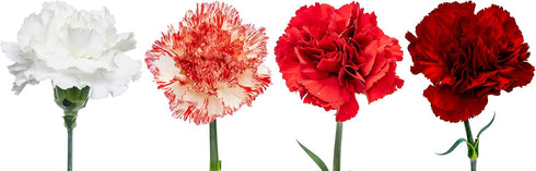 50 Pack FlowerPrime Christmas Carnations - Fresh Natural Cut Flowers Special Holiday Variety