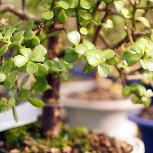 5 8" 12" Brussel's Live Dwarf Jade Indoor Bonsai Tree - Years Old; to Tall with Decorative Container, Green, Humidity
