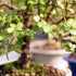 5 8" 12" Brussel's Live Dwarf Jade Indoor Bonsai Tree - Years Old; to Tall with Decorative Container, Green, Humidity