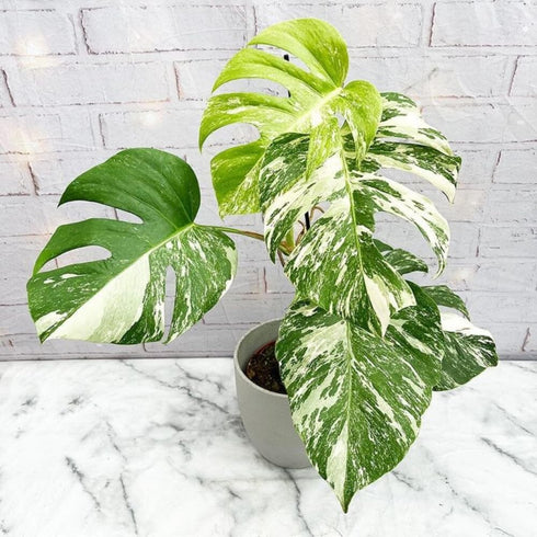 5-9" Philodendron Plant Live, Rare Tropical Variegated Live Indoor Houseplant, Starter Plants No Pot, in Tall (Monstera