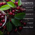 8 oz Tart Cherry Powder - Pure All Natural Powder for Juice, Tea, Smoothies, Baking, Beverage, Rich in Anthocyanins