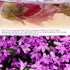 Plant Gift 35g/1.23oz Dried Violets Sweet Violet Tea, Edible Dried Flowers, Violet Leaf Tea, Natural Food Coloring