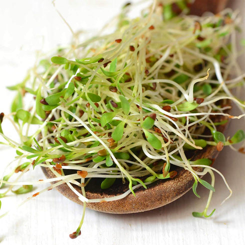 4 Oz Certified Organic Dried Green Lentil Sprouting Seed: - Handy Pantry Dry Lentils for Planting Garden Seeds, Soup
