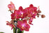 4" Green Circle Growers Mini Red Orchid Love You Edition in Sage Ceramic Planter, Live Indoor Orchid Gift