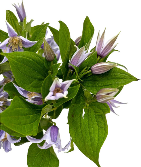 10 Next day delivery Fresh Lron Wire Lotus Mixed Bouquets with Budding Flowers Perfect Home Gift for Birthdays