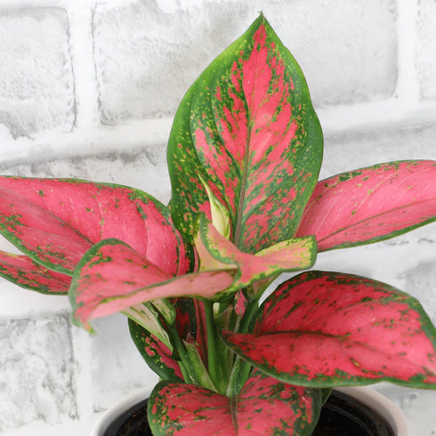 Live Aglaonema Chinese Evergreen Plant 'Beauty', Indoor Houseplant for Home or Office, Air Purifying Real Indoor Plants