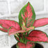 Live Aglaonema Chinese Evergreen Plant 'Beauty', Indoor Houseplant for Home or Office, Air Purifying Real Indoor Plants