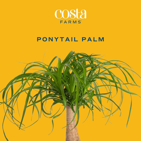12-22 Inches Costa Farms Ponytail Palm Live Plant in Decorative Pot, Easy to Maintain Indoor Houseplant, Perfect