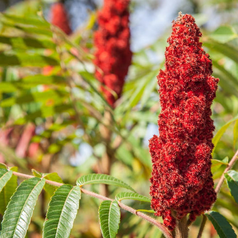 GranAroma Ground Sumac, 8.9 oz for Middle Eastern Cuisine, Tart Flavor