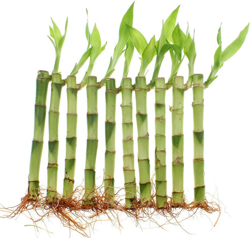 6 Inch 10 NW Wholesaler - Live Indoor Lucky Bamboo Bundle of Stalks - Live Indoor Houseplants for Home Decor, Floral