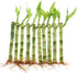 6 Inch 10 NW Wholesaler - Live Indoor Lucky Bamboo Bundle of Stalks - Live Indoor Houseplants for Home Decor, Floral
