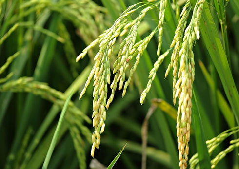 5 Food to Live Long Grain White Rice, Pounds Raw, Vegan, Kosher. Easy to Cook. Stays Separate and Fluffy. Rich in Iron