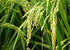 5 Food to Live Long Grain White Rice, Pounds Raw, Vegan, Kosher. Easy to Cook. Stays Separate and Fluffy. Rich in Iron
