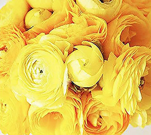 12 French Peony Mixed Ranunculus - Largest Size Corms