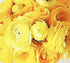 12 French Peony Mixed Ranunculus - Largest Size Corms