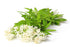 Health Embassy Sweet Woodruff Herb | Galium Odoratum L | Herbal Tea, 50g