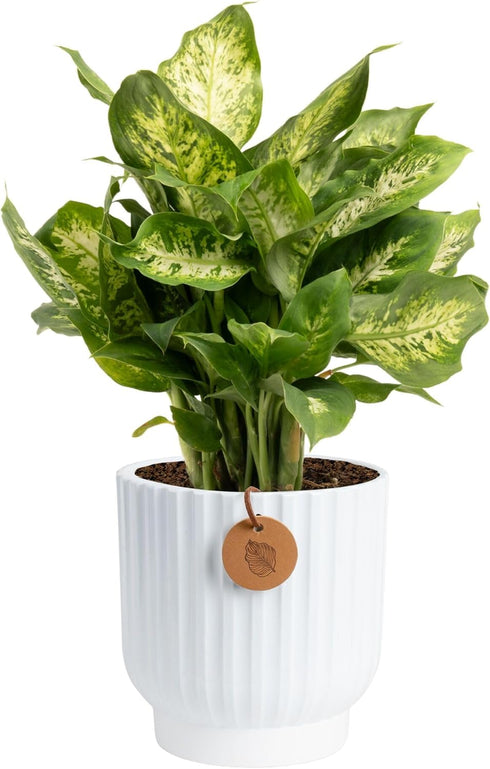 Costa Farms Dieffenbachia, Dumb Cane Live Plant in Decorative Pot, Easy to