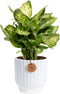 Costa Farms Dieffenbachia, Dumb Cane Live Plant in Decorative Pot, Easy to