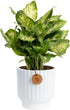 Costa Farms Dieffenbachia, Dumb Cane Live Plant in Decorative Pot, Easy to