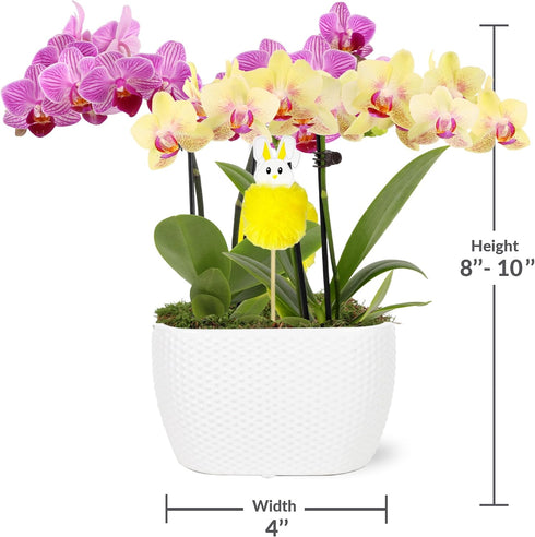 4" Green Circle Growers Pink and Yellow Orchid Duo in White Pot with a Bunny Pick, Live Indoor Plants, House Plant