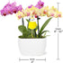 4" Green Circle Growers Pink and Yellow Orchid Duo in White Pot with a Bunny Pick, Live Indoor Plants, House Plant