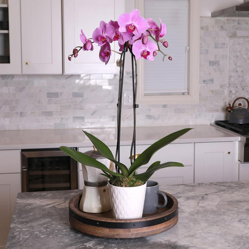 5" Green Circle Growers Pink Orchid in a White Pot, Indoor Live Plants, House Plant
