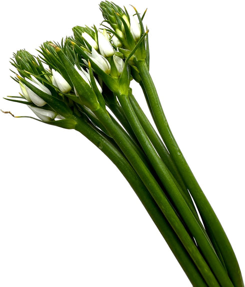 20 WANGBINYU Stems Ornithogalum Fresh Cut Flowers Blooms of Star of Bethlehem Bouquet Prime Delivery LA FLOWER MARKET