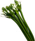 20 WANGBINYU Stems Ornithogalum Fresh Cut Flowers Blooms of Star of Bethlehem Bouquet Prime Delivery LA FLOWER MARKET