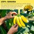 8.82OZ Banana Powder, Freeze Dried Banana Powder, Freeze Dried Fruit, No Added or Sugar, Suitable for Baking, Oatmeal