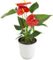 Altman Plants Red Anthurium Live Plant Decor in 4 Inch White Plastic