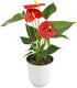 Altman Plants Red Anthurium Live Plant Decor in 4 Inch White Plastic