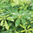 3 4 7 Inches Brussel's Bonsai Live Hawaiian Umbrella Bonsai Tree - Small, Year, to Tall - Indoor Bonsai Tree