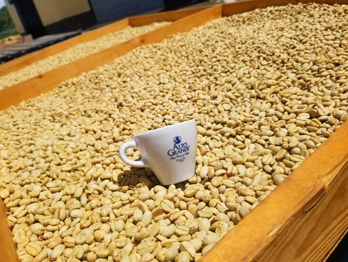 2 (Pack 1) Alto Grande Super Premium Coffee Beans, Medium Dark Roast, Single Origin, Puerto Rico Arabica, Whole Bean