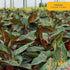 1-2 Costa Farms Chinese Evergreen Live Plant, Aglaonema, Easy Care Low Light Houseplant in Nursery Pot, Potted