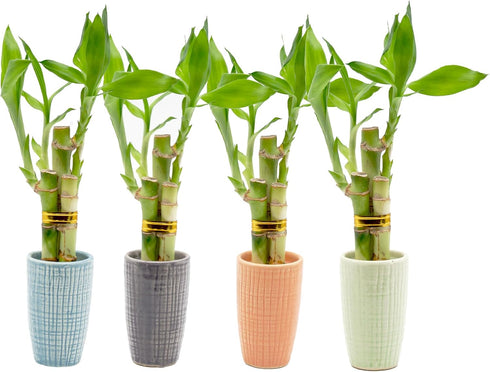 3 Stalk Live Lucky Bamboo Arrangement in Mini Color Ceramic Vase - Colorful Poterry, Indoor House Plants, Feng Shui
