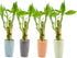 3 Stalk Live Lucky Bamboo Arrangement in Mini Color Ceramic Vase - Colorful Poterry, Indoor House Plants, Feng Shui