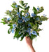 10 Stems of Fresh Blue Tweedia for DIY Floral Arrangements - Perfect for Weddings and Anniversaries